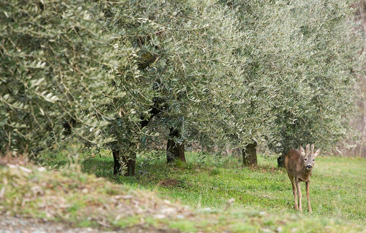 La Casa Di Chianni La Pieve 2 Villa Exterior foto